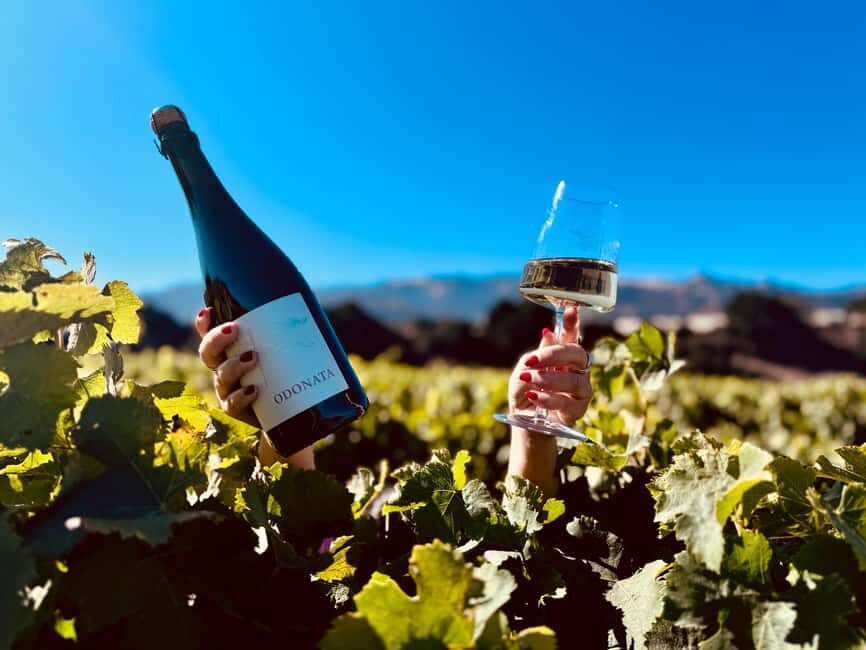 Salinas Valley, CA: Wine tasting experience - What to Expect at Odonata Wines