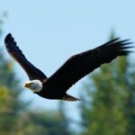 Salish Sea Whale Watching Tour in Campbell River - Analyzing the Value