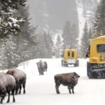 Salt Lake City: 4-Day Yellowstone & Grand Teton Winter Tour - Day 2: Wildlife, Scenic Drives, and Wyoming Small Town Charm