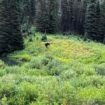 Salt Lake City: Best Canyons Private Day Tour - Exploring American Fork Canyon