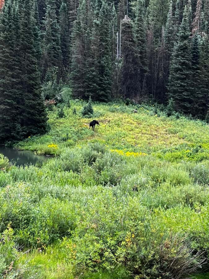 Salt Lake City: Best Canyons Private Day Tour - Exploring American Fork Canyon