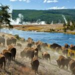 Salt Lake City: Yellowstone 3-Day Guided Trip with Hotels - Day 1: Geothermal Wonders and Wildlife Encounters