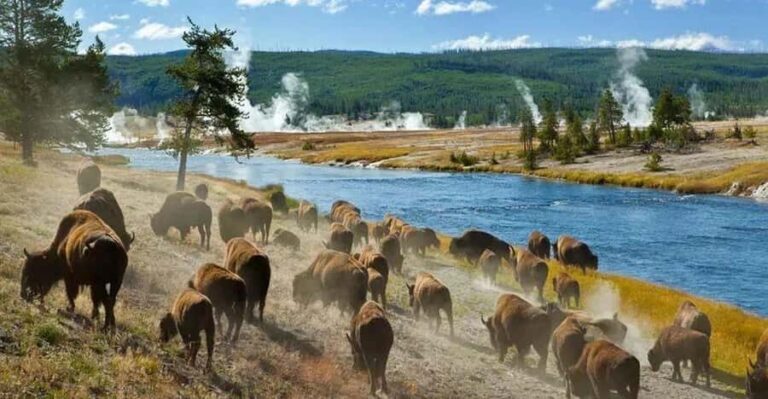 Salt Lake City: Yellowstone 3-Day Guided Trip with Hotels - Day 1: Geothermal Wonders and Wildlife Encounters