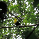 San Cristobal: 4 Days Nature Tour in the Lacandon Jungle - What the Tour Includes and Why It Matters