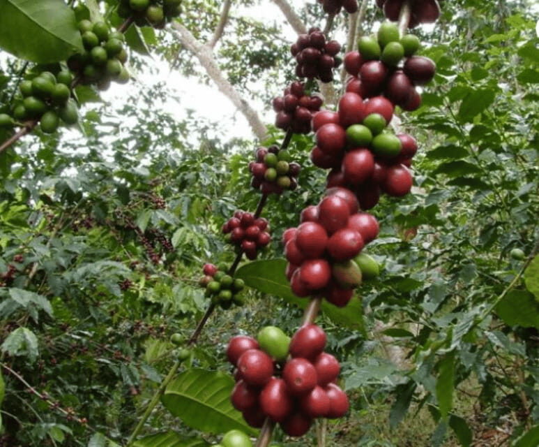 San Cristobal: Coffee Tour in the Mountains of Chiapas - A Closer Look at the Experience