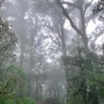 San Cristóbal de las Casas: Hiking on Huitepec Volcano - What Makes Huitepec Volcano Special?