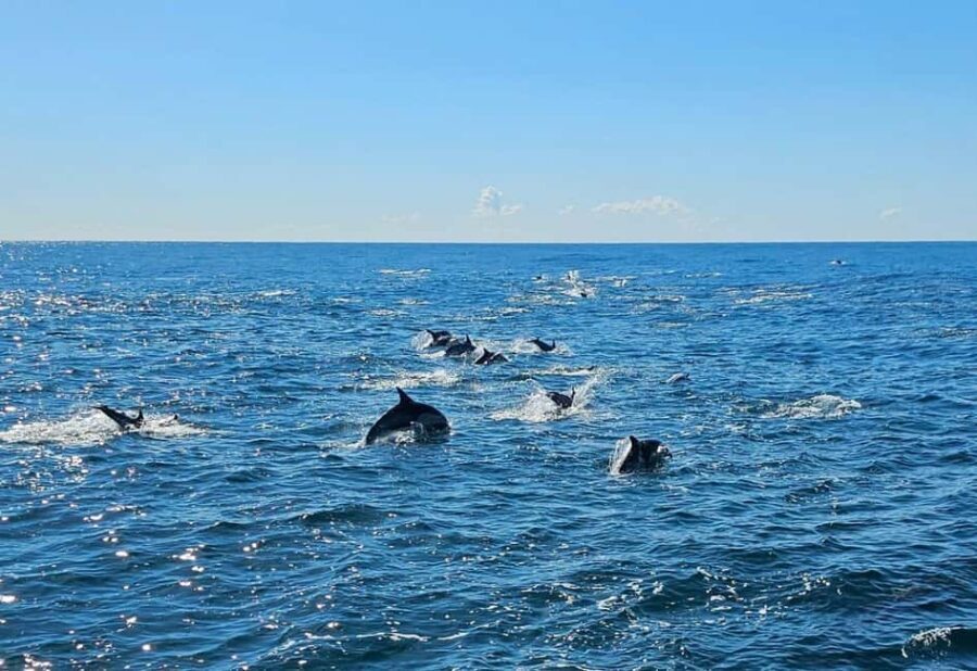 San Diego: 3 Hour Whale Watching Cruise - FAQ