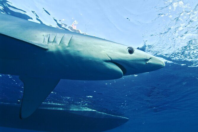 San Diego Blue Shark Diving Adventure - Final Thoughts: Who Will Love This?