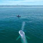 San Diego: Blue Whale Watching Expedition - Who Will Love This Tour?