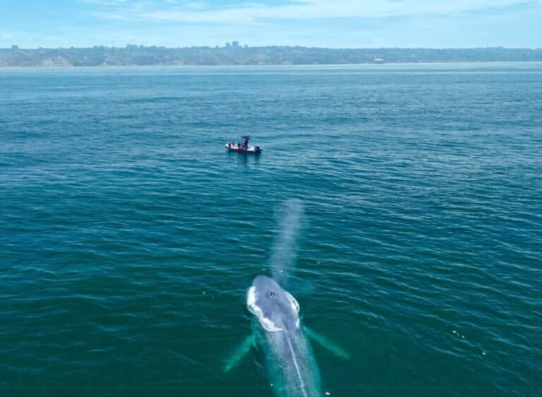 San Diego: Blue Whale Watching Expedition - Who Will Love This Tour?