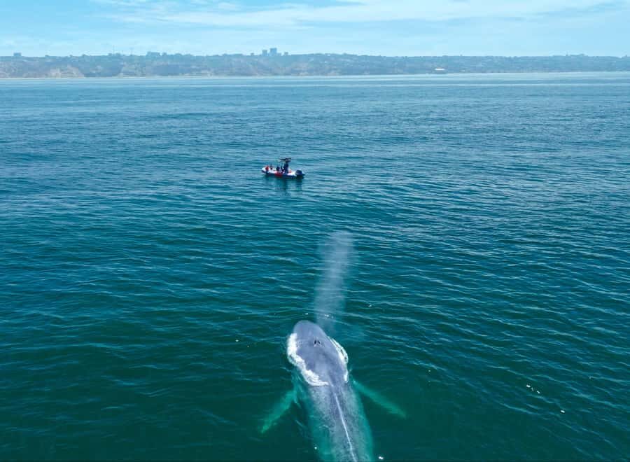 San Diego: Blue Whale Watching Expedition - Who Will Love This Tour?