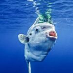 San Diego Ocean Safari: 6-Hour Snorkel Adventure! - Itinerary Breakdown