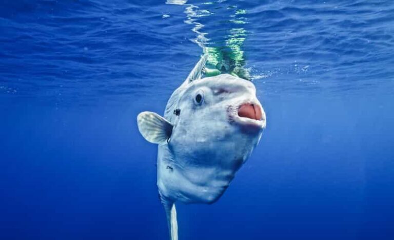 San Diego Ocean Safari: 6-Hour Snorkel Adventure! - Itinerary Breakdown