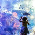 San Diego Pass Plus: 50+ Attractions - Includes LEGOLAND® - Who Should Consider the San Diego Pass Plus?