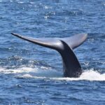 San Diego: Whale Watching & Dolphin Cruise - Who Will Love This Tour?