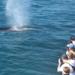 San Diego: Whale Watching Tour - Analyzing the Value