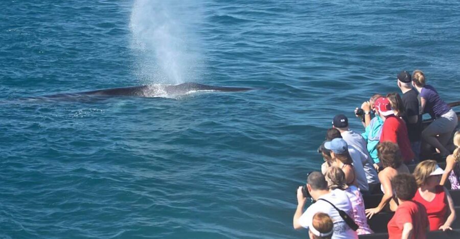 San Diego: Whale Watching Tour - Analyzing the Value