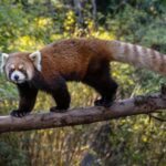 San Diego Zoo and Safari Park 2-Day Entry Ticket - Who Will Love This Experience?