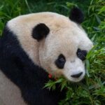 San Diego Zoo Safari Park 1-Day Ticket - Final Thoughts