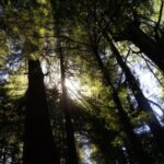 San Francisco: Guided Coastal Redwoods & Wine Country Tour - An In-Depth Look at the Itinerary