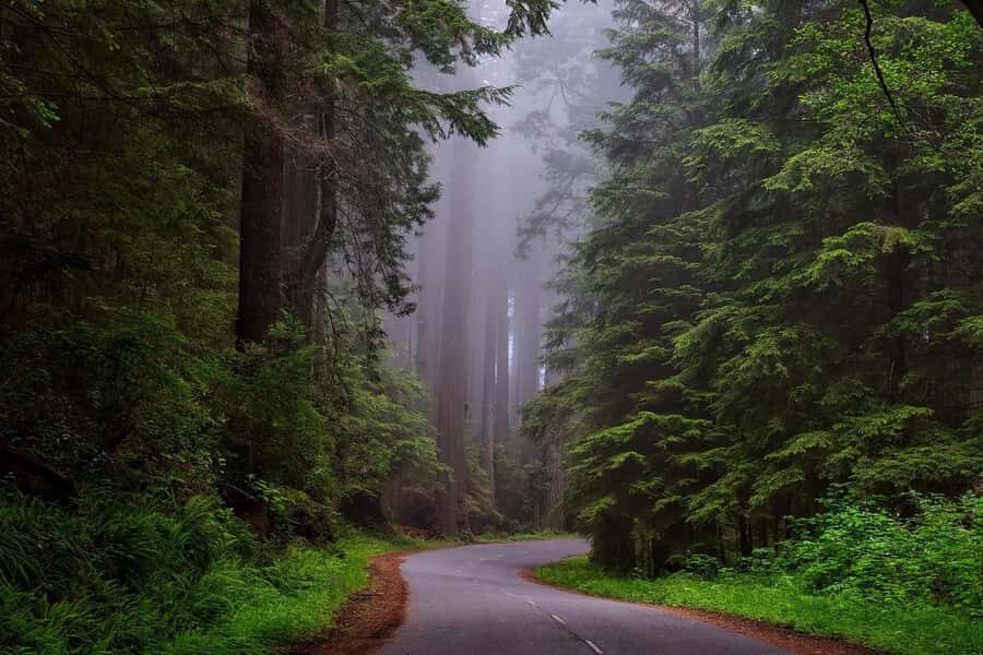 San Francisco: Muir Woods Private Trip - The Itinerary: What’s Included and What’s Not