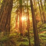 San Francisco: Muir Woods, Sausalito, & Battery Spencer Tour - Practicalities and What You Should Know