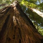San Francisco: Muir Woods Tour & Golden Gate Bay Cruise - Who This Tour Is Great For