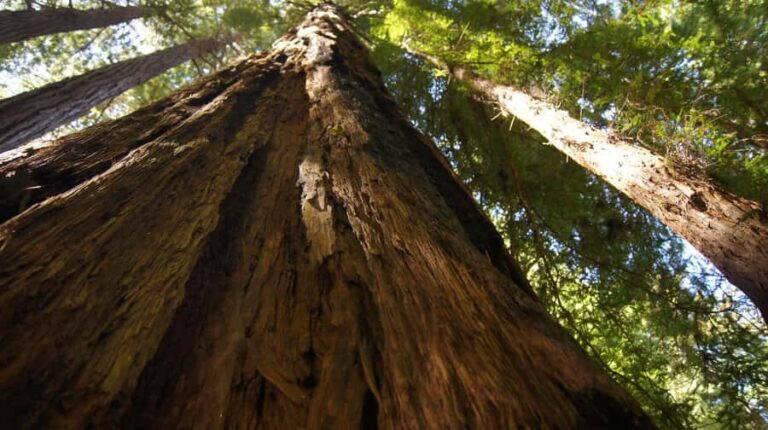 San Francisco: Muir Woods Tour & Golden Gate Bay Cruise - Who This Tour Is Great For