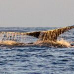 San Jose del Cabo Sunset Whale Watching - Why This Tour Stands Out