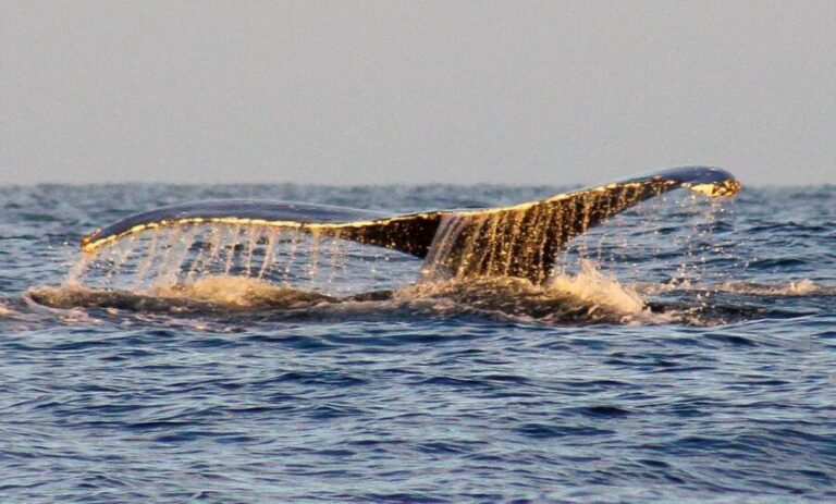 San Jose del Cabo Sunset Whale Watching - Why This Tour Stands Out