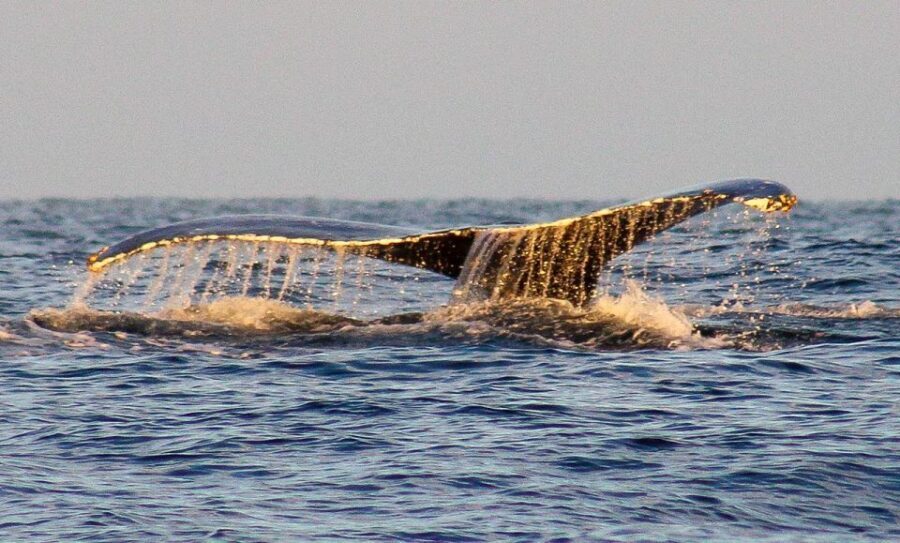 San Jose del Cabo Sunset Whale Watching - Why This Tour Stands Out