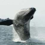 San Jose del Cabo Whale Watching - An Authentic Look at the Whale Watching Tour in San Jose del Cabo