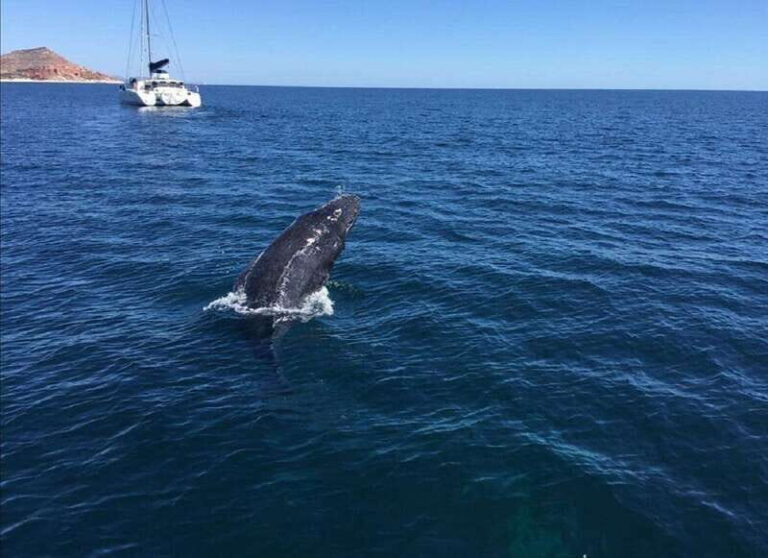 San José del Cabo: Whale Watching Experience - The Value of This Tour