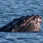 San Jose del Cabo Whale Watching Sunrise Tour - Practical Details for Travelers