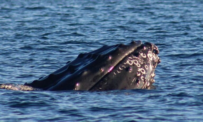 San Jose del Cabo Whale Watching Sunrise Tour - Practical Details for Travelers