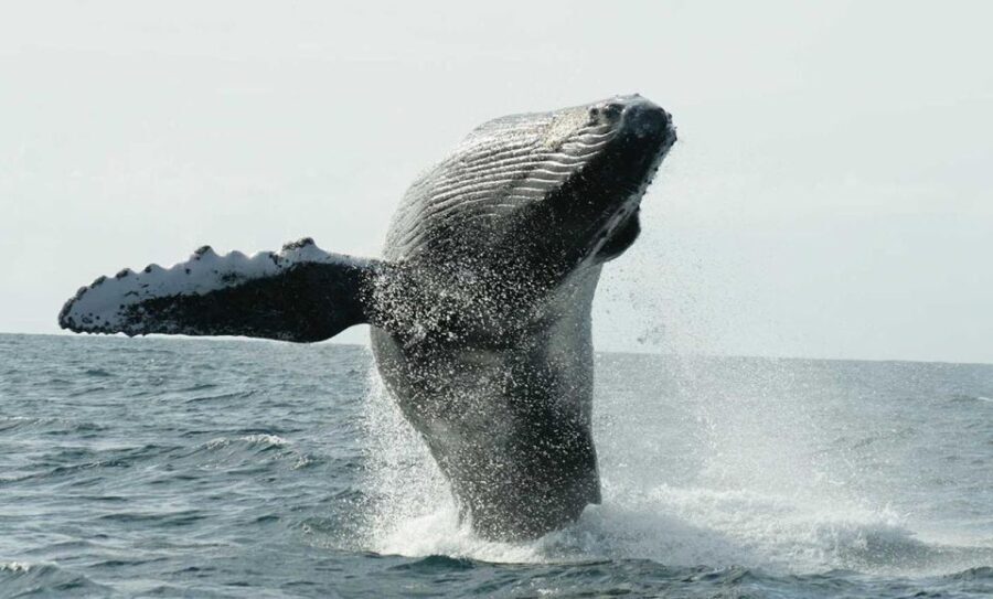 San Jose del Cabo Whale Watching - An Authentic Look at the Whale Watching Tour in San Jose del Cabo