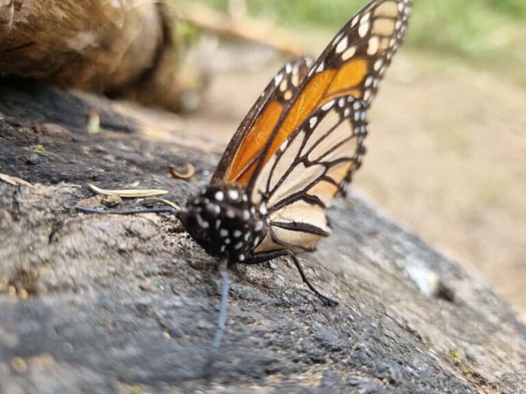 San Miguel de Allende: Monarch Butterflies Tour - The Sanctuaries: A Closer Look