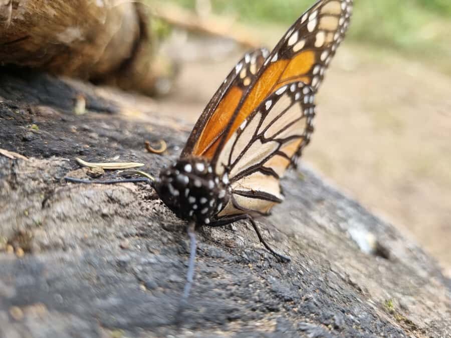 San Miguel de Allende: Monarch Butterflies Tour - The Sanctuaries: A Closer Look