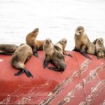 San Pedro: West Harbor LA Dolphin & Whale Watching Cruise - FAQs