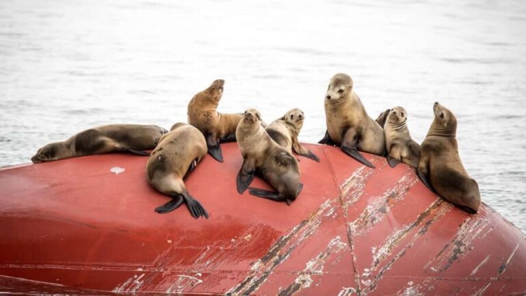 San Pedro: West Harbor LA Dolphin & Whale Watching Cruise - FAQs