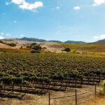Santa Ynez Valley: Sideways Movie Inspired Wine Tour - Who Will Love This Tour?