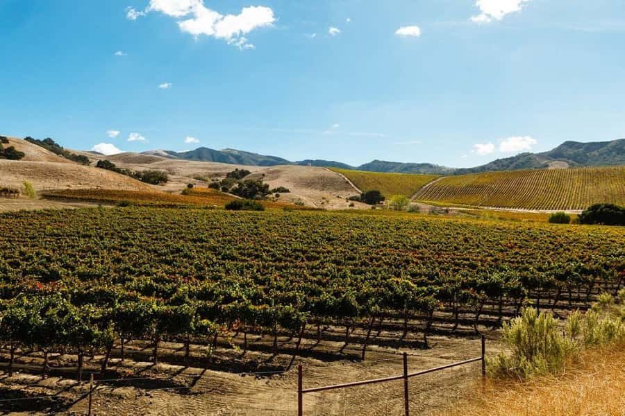 Santa Ynez Valley: Sideways Movie Inspired Wine Tour - Who Will Love This Tour?