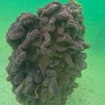 Sarasota: Clear Kayak Mangrove Tunnel & Beach Hopping Tour - Why This Tour Works for You