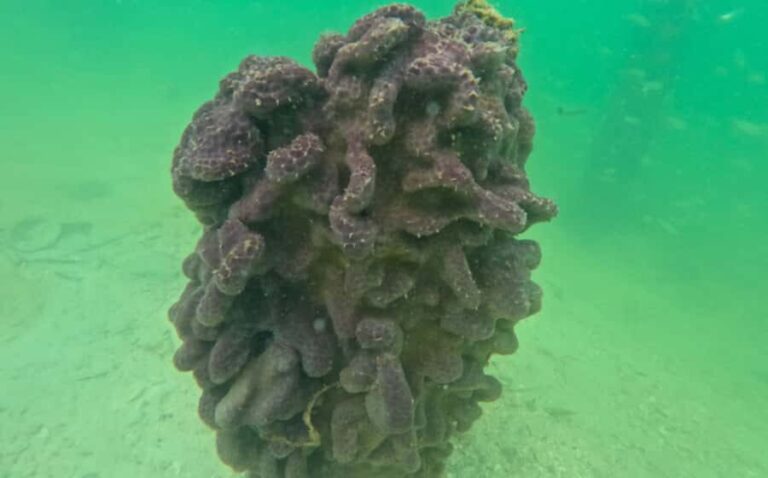 Sarasota: Clear Kayak Mangrove Tunnel & Beach Hopping Tour - Why This Tour Works for You