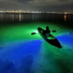 Sarasota: Glass Bottom Kayak Fish Feeding LED Night Tour - The Scenic and Wildlife Highlights