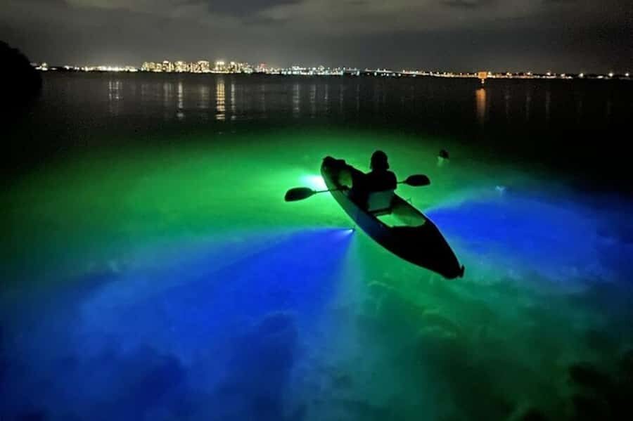 Sarasota: Glass Bottom Kayak Fish Feeding LED Night Tour - The Scenic and Wildlife Highlights