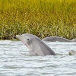 Savannah: Dolphin Spotting Eco Tour with Experienced Captain - Who Should Consider This Tour?
