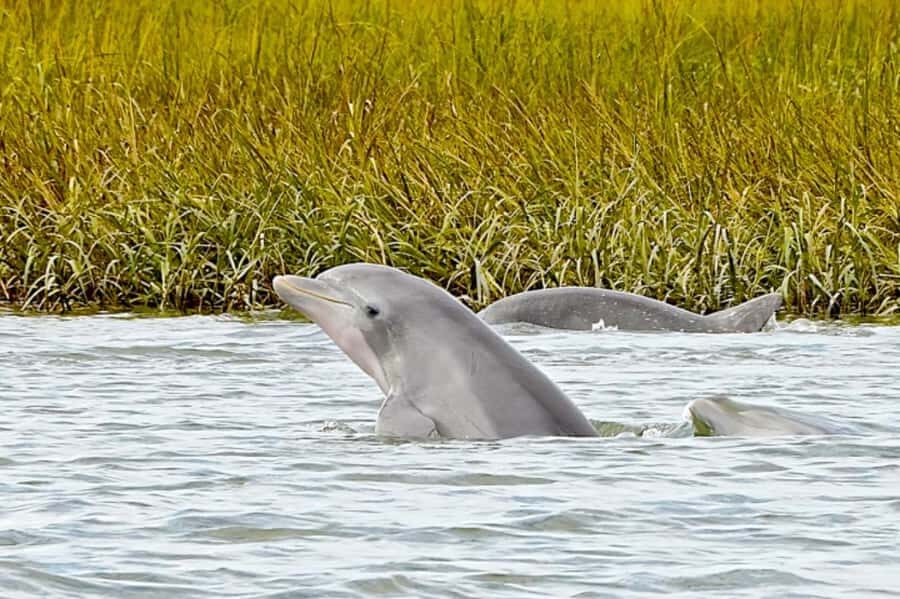Savannah: Dolphin Spotting Eco Tour with Experienced Captain - Who Should Consider This Tour?