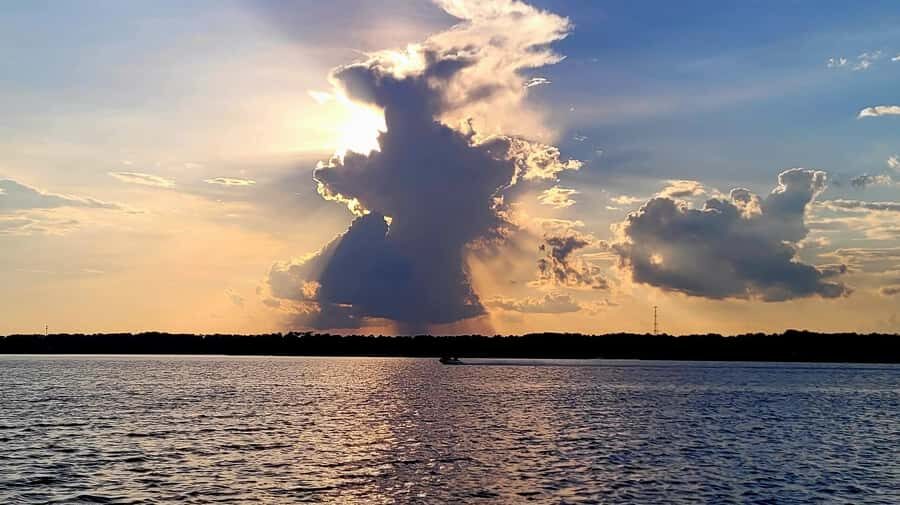 Savannah River Marsh: Your unforgettable Cruise Adventure! - Wildlife Encounters: Dolphins and Birds