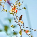 Sayulita: Rancho Verde Birdwatching Tour for Beginners - Why It Matters: The Value of a Guided Birdwatching Tour